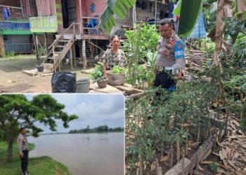 Seberangi Sungai Lematang Hingga Musi Aiptu Irham Turun Kelapangan Gerakkan Program P2B