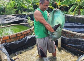 Sempat Jatuh, Usaha Ternak Lele Binaan Bukit Asam (PTBA) Bangkit dan Berkembang