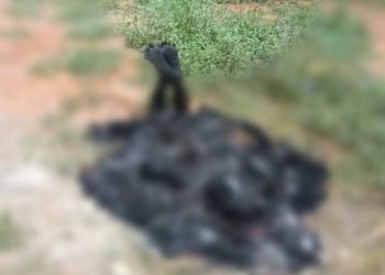 Heboh, Warga Talang Taling Gelumbang Temukan Mayat Dalam Kondisi Terbakar