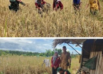 Babinsa Koramil 404-04/GM Dampingi Petani Panen Padi di Desa Penanggiran