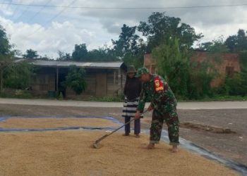 Babinsa Koramil 404-04/GM  Bantu Petani Jemur Padi Pasca Panen