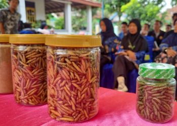 Kembangkan Budidaya Maggot, Bukit Asam (PTBA) Dorong Transformasi Desa Tanjung Agung