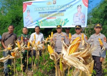 Polsek Lembak Panen Jagung Program Ketahanan Pangan Polres Muara Enim