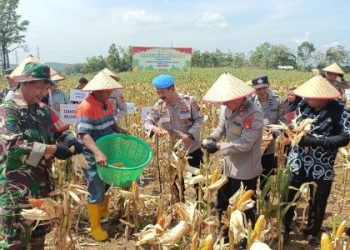 Polres Muara Enim Panen Raya Jagung Serentak Kuartal II, Dukung Swasembada Pangan Nasional 2025