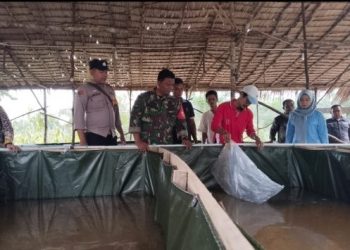 Babinsa Koramil 404-04/GM Monitoring Pelaksanaan Tebar Benih Ikan Lele di Desa Kuripan Selatan