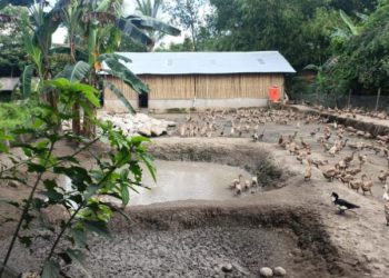 Bukit Asam Dukung Budidaya Itik Petelur Capai Penghasilan di Atas UMR