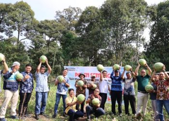 Dari Kohe Puyuh ke Panen Semangka, Lahan Eks-PETI di Desa Darmo Kini Produktif