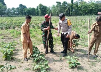 Babinsa Koramil 404-04/GM Monitor Pelaksanaan Tanam Benih Jagung Program Ketahanan Pangan TA 2025