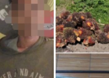 Polsek Gunung Megang Tangkap Pelaku Pencuri 40 Tandan Buah Sawit Segar 
