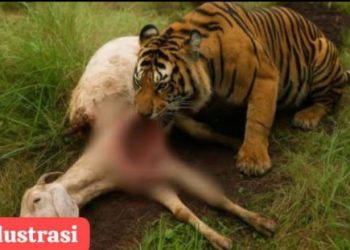 Diduga Diserang Harimau Lapar, 3 Ekor Kambing Milik Warga Beringin Muara Enim Tewas, Kapolsek Lubai : Masyarakat Dihimbau Berhati-Hati 