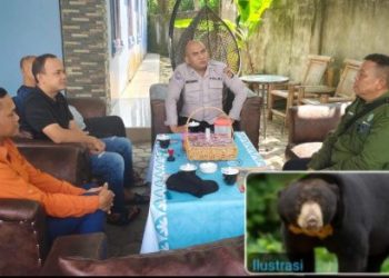 Hasil Identifikasi Terungkap, Tewasnya 3 Ekor Kambing Milik Warga Beringin Lubai Muara Enim Dimangsa Beruang Madu 