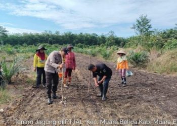 Polsek Gelumbang Dukung Program Ketahanan Pangan Lewat Penanaman Jagung di Lahan PT IAL Seluas 4 Hektar 