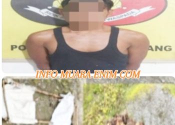 Polsek Gunung Megang Ringkus Pelaku Pencurian Tandan Buah Segar 