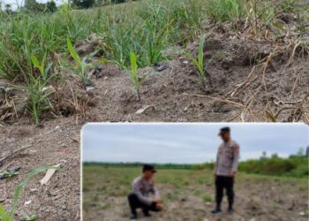 Polsek Lembak Tinjau Progres Penanaman Jagung di Desa Lubuk Enau