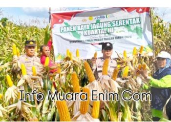 Program Berkelanjutan Ketahanan Pangan Nasional, Polsek Gelumbang Panen Jagung Melimpah di Desa Karang Endah
