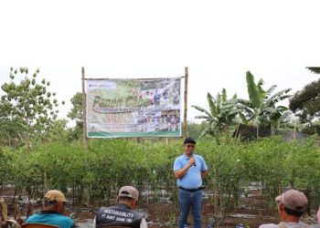 Panen Cabai dan Kerja Sama Bisnis Baru, Bukti Transformasi PETI Berjalan Sukses di Desa Darmo