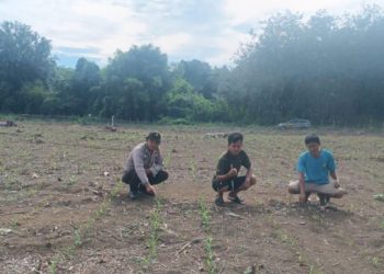 Polsek Rambang Monitor Perkembangan Bibit Jagung Program Nasional Kuartal IV di Desa Sugihan