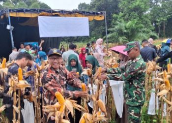 Danramil 404-04/Gunung Megang Ikuti Kegiatan Panen Raya Jagung Serentak Kuartal I Tahun 2026