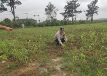 Manfaatkan Lahan Kosong di Desa, Polisi Dorong Warga Tingkatkan Ekonomi Lewat Ketahanan Pangan