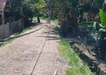 Kabel Menjuntai di Jalan Pramuka Ujan Mas Baru Ganggu Warga, Kades Minta Segera Diperbaiki