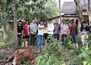 Ropi Alex Candra Salurkan Hewan Qurban 24 Ekor Sapi di Gelumbang Raya 