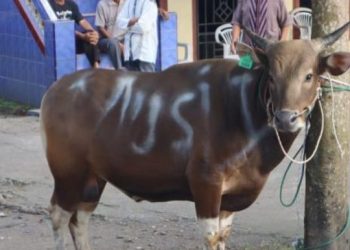 Wujud Kepedulian, Kapolda Sumsel Salurkan Sapi Kurban untuk Warga Desa Tanjung Terang Gunung Megang 