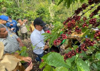 PTBA Dampingi Petani Kopi Sawahlunto Panen dan Ciptakan Nilai Tambah