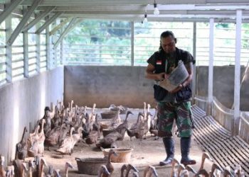 Bangun Ekonomi Lokal Berkelanjutan, PTBA Tingkatkan Kompetensi Kelompok Budidaya Itik Petelur