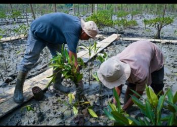 Kisah Masyarakat Pasir Sakti: Dulu Terkikis Abrasi, Kini Tumbuh Mangrove yang Menghidupi
