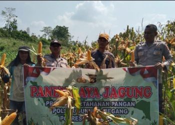 Dukung Swasembada Pangan Nasional, Polsek Gunung Megang Panen Jagung Kuartal II di Lahan Petani Desa Padang Bindu