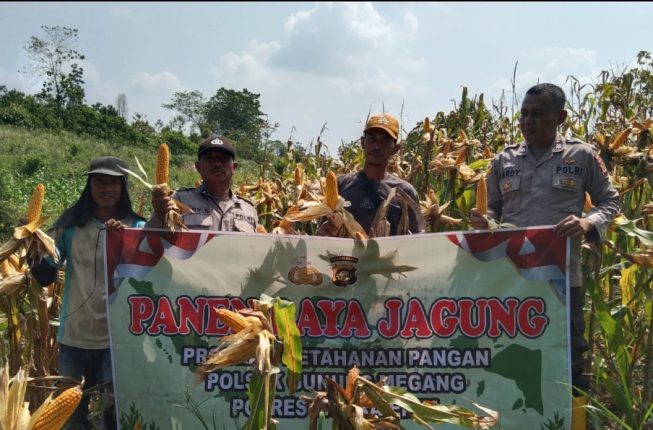 Dukung Swasembada Pangan Nasional, Polsek Gunung Megang Panen Jagung Kuartal II di Lahan Petani Desa Padang Bindu