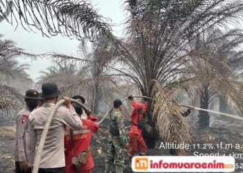 Satbrimob Polda Sumsel Bersama TNI dan Manggala Agni Tangani Karhutla di Muba
