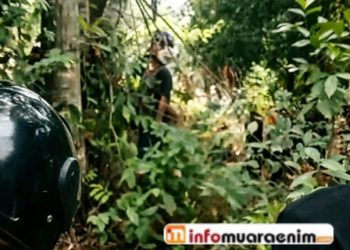 Heboh, Korban Tewas Bergelantung Ditemukan Diperkebunan Dekat GOR Muara Enim 