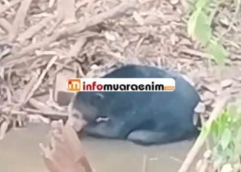 Viral di Medsos, Diduga Beruang Hitam Muncul Dua Hari di Sungai Rambang Muara Enim