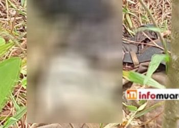 Warga Temukan Mayat Ditemukan di Kebun Kosong Kawasan Desa Bitis -Sukajaya Gelumbang Telah Membusuk