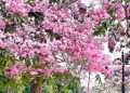 Muara Enim Viral Muncul Bunga Sakura Pertanda Apakah ?