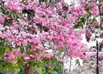 Muara Enim Viral Muncul Bunga Sakura Pertanda Apakah ?