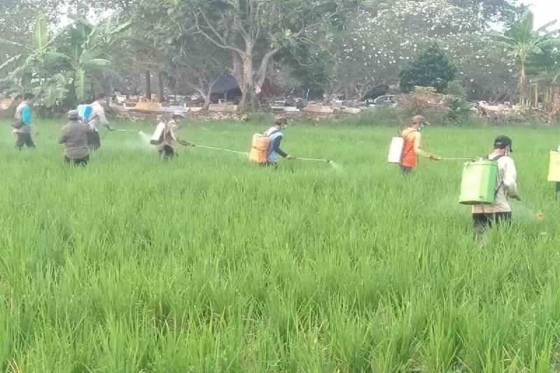 Ayo Diterapkan di Seluruh Indonesia, Kementan Bantu Petani Kendalikan Hama Penggerak Padi