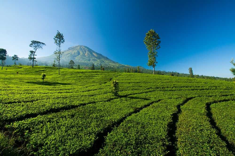 Biaya Produksi Perkebunan Meningkat