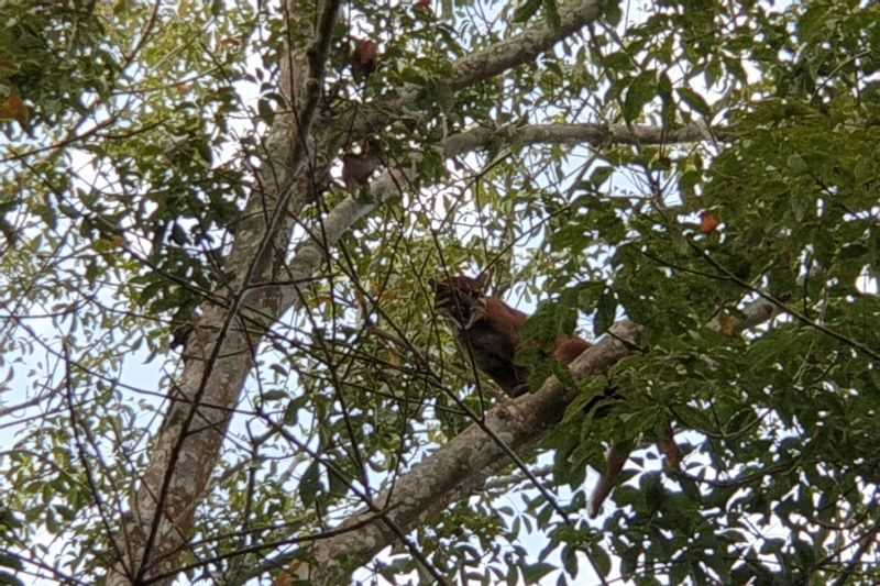 BKSDA Benarkan Kemunculan Harimau di PTPN 7 Pesawaran Lampung