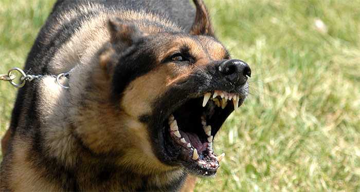 Kementan Libatkan Masyarakat Tekan Rabies