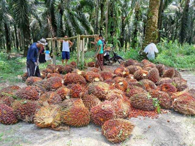 Kemitraan Petani-Perusahaan Topang Daya Saing Industri Sawit di Pasar Global