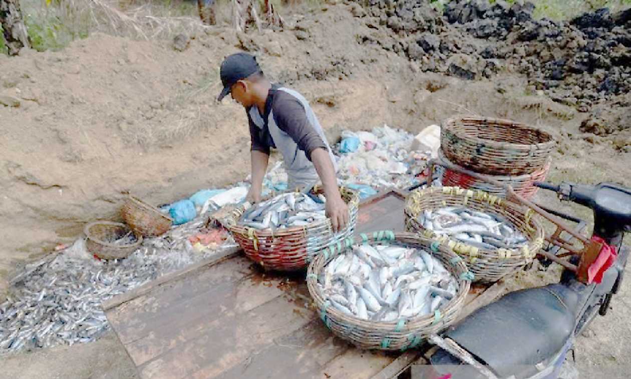 KKP Maksimalkan Serapan Ikan Tangkapan Nelayan Aceh