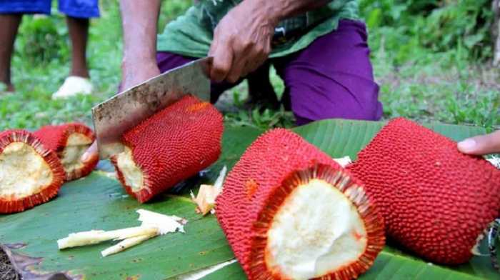 Merawat Tubuh dan Rambut dengan Buah Merah Papua