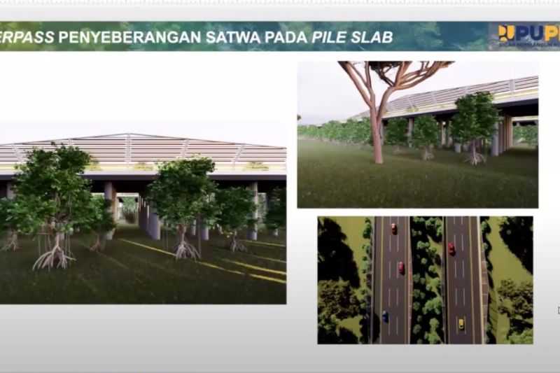 Otorita IKN Telah Merancang Sejumlah Langkah untuk Cegah Konflik Manusia dan Satwa Liar