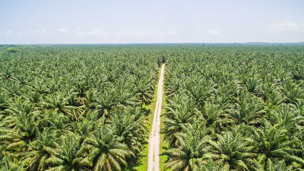Pemerintah Dukung Gapki Jaga Industri Sawit