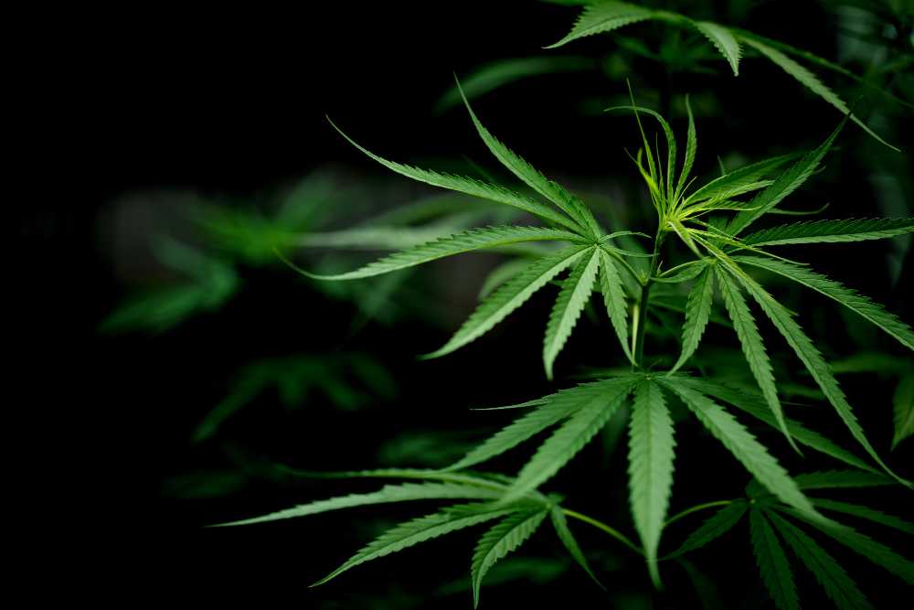 Penggunaan Ganja Bagi Wanita Hamil Bisa Tingkatkan Risiko Lahir Mati