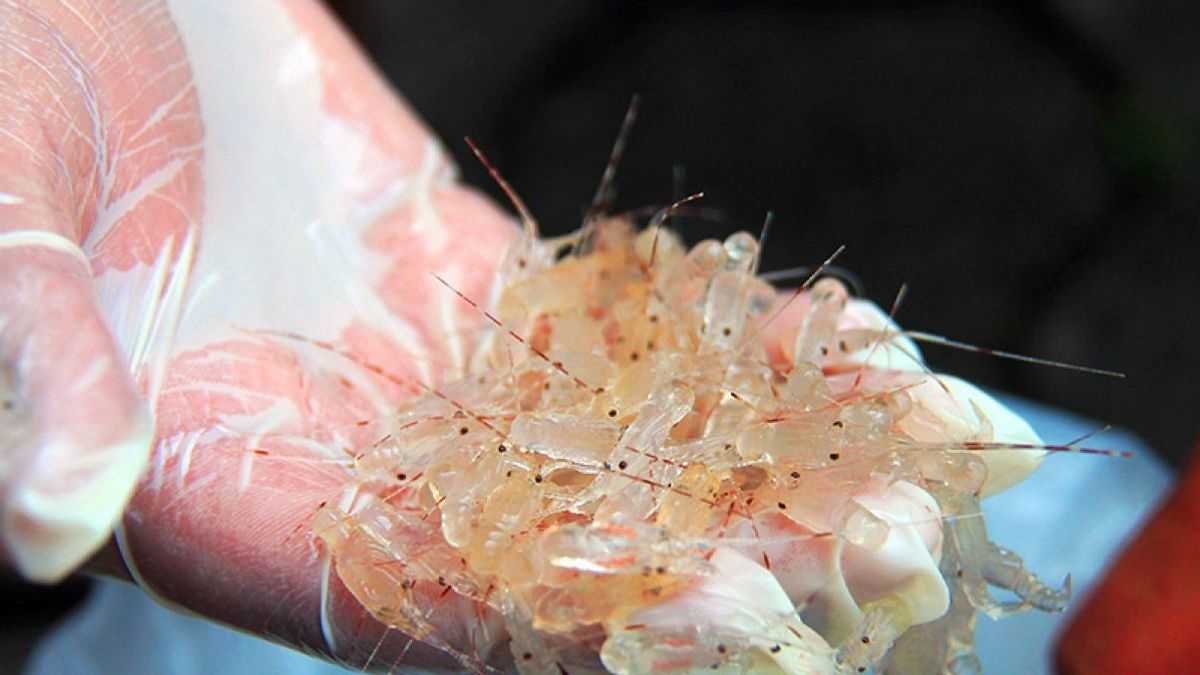 Penyelundupan Benih Lobster Masih Marak
