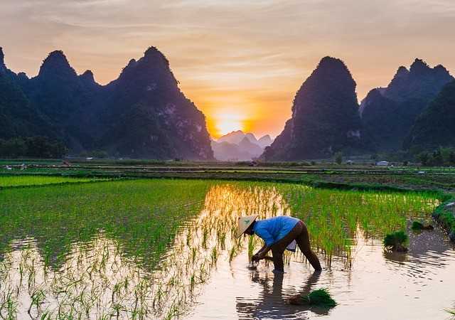 Publik Berhak Pertanyakan Perkembangan 'Food Estate'