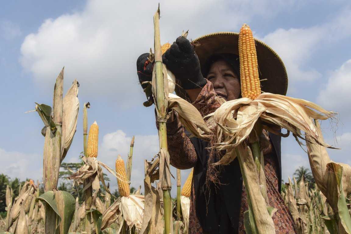 berita foto koran jakarta